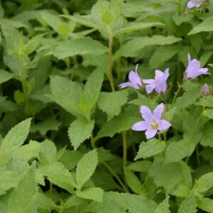 Campanula lactiflora 'Prichard's Variety' ---